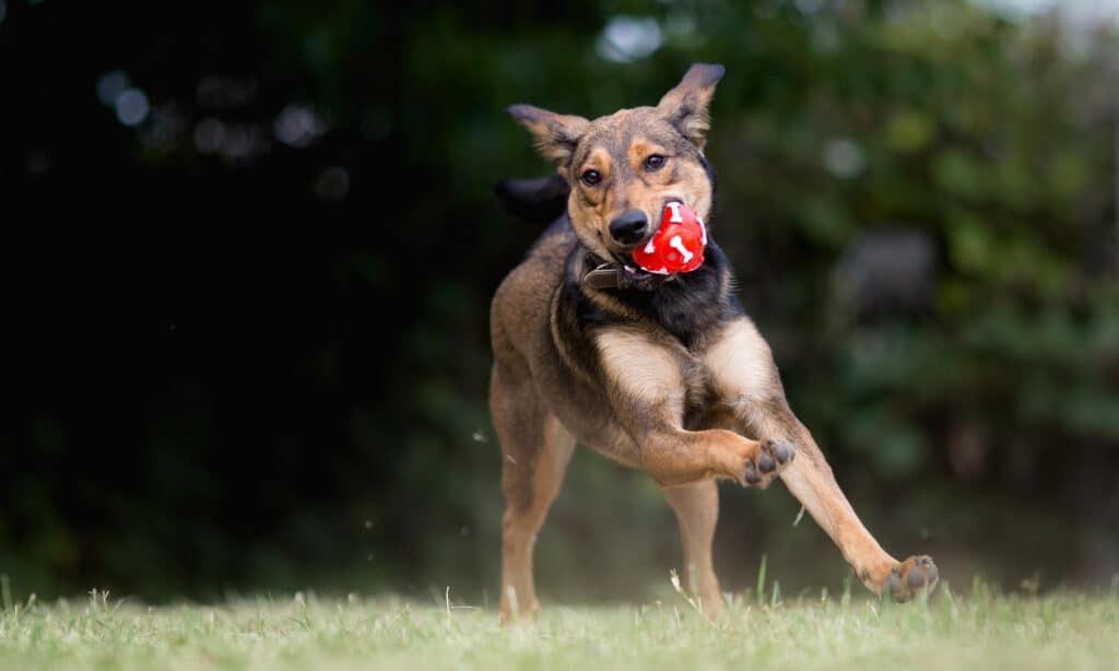 dog playing fetch with red ball
