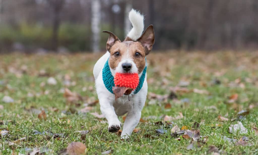jack russell playing fetch