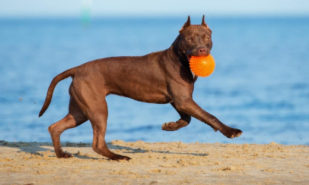 handsome pitbull playing fetch on the beach