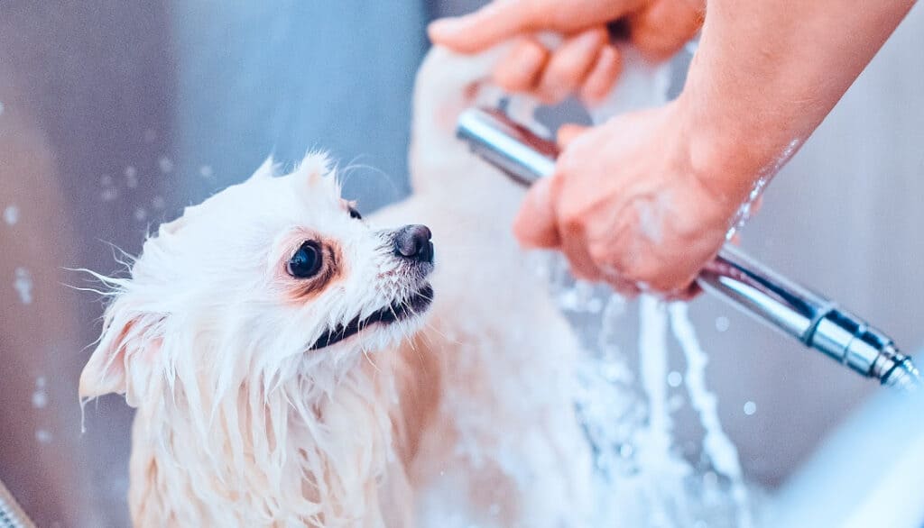 white dog getting bath