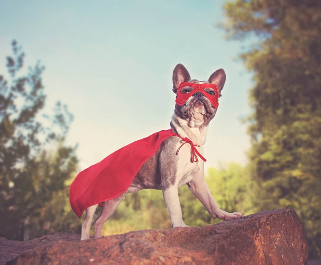 super hero names for male dogs