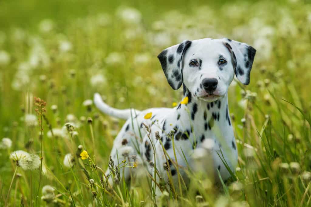 best unique female dog names