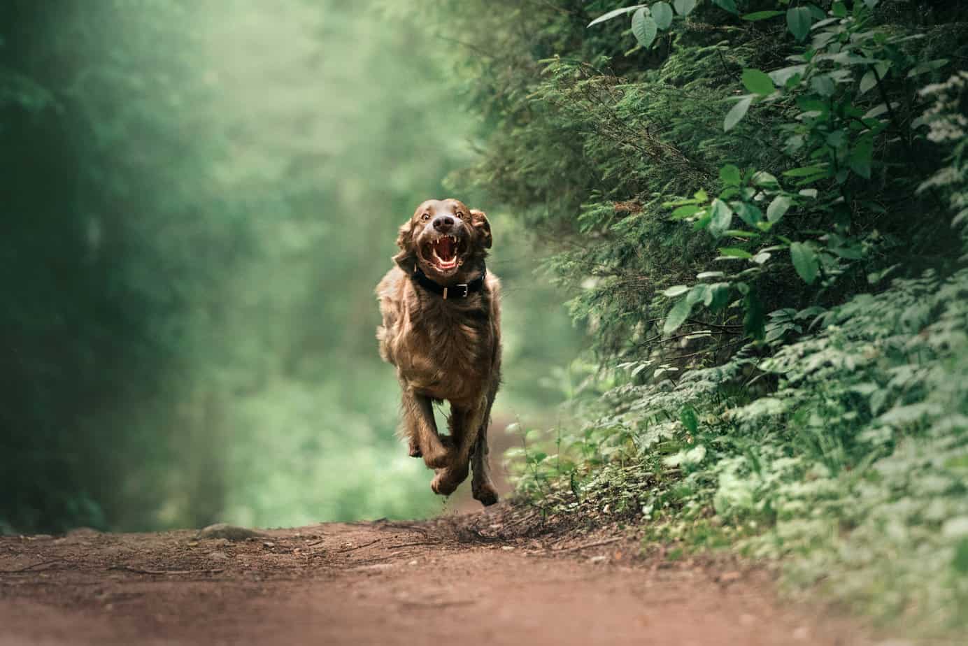 strong-names-for-female-dogs-superhero-badass-goddess-names