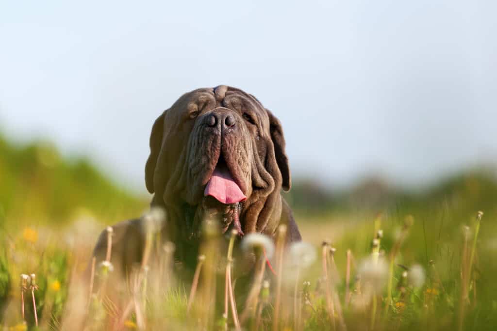 giant mastiff breed dog laying down in a field
