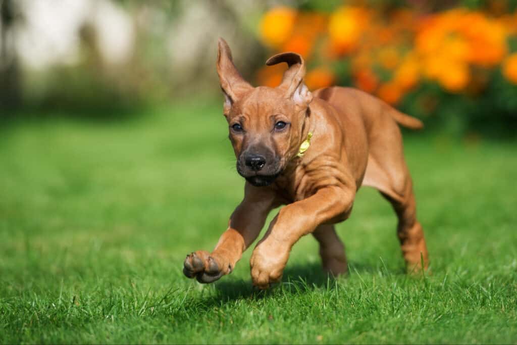 large breed puppy running on the grass