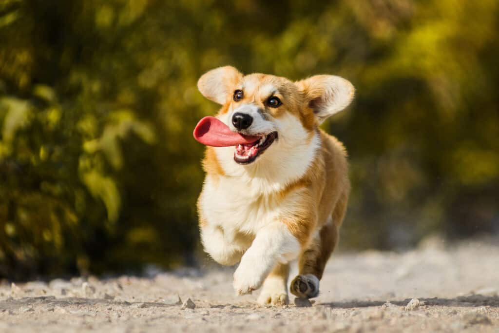 jogging with a corgi puppy