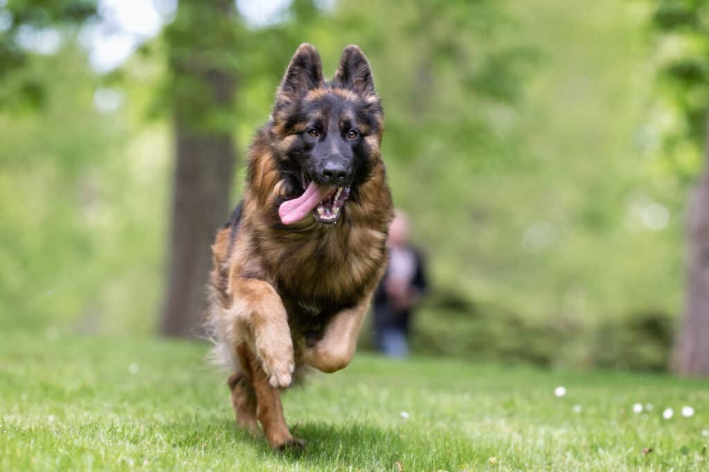 A strong long haired German Shepard is running across the dog park