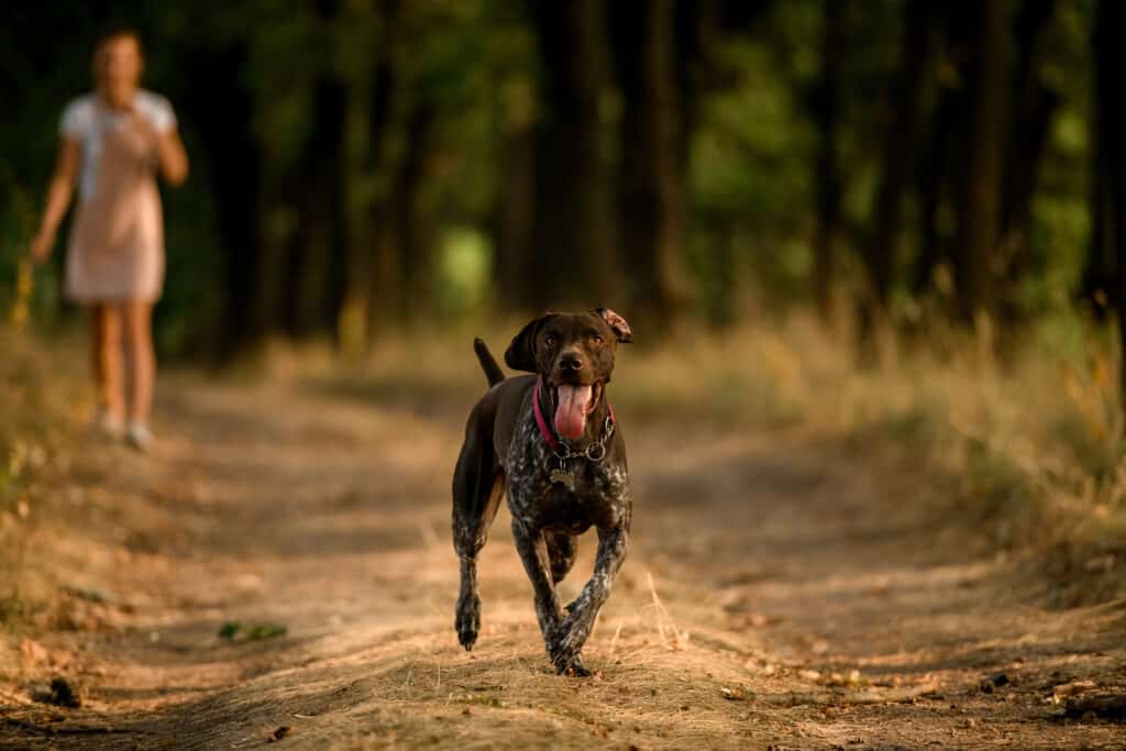 running with a german shorthaired pointer