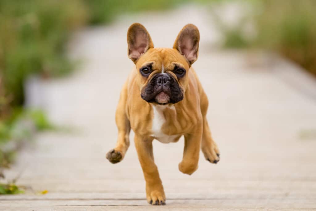 french bulldog puppy running on sidewalk