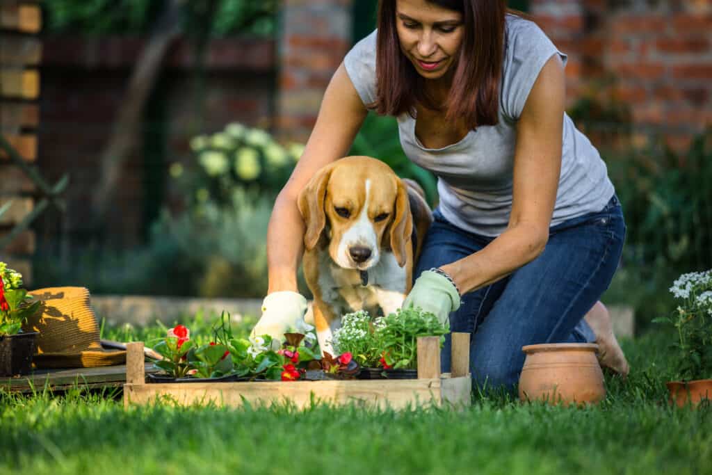 dog poop help plants grow