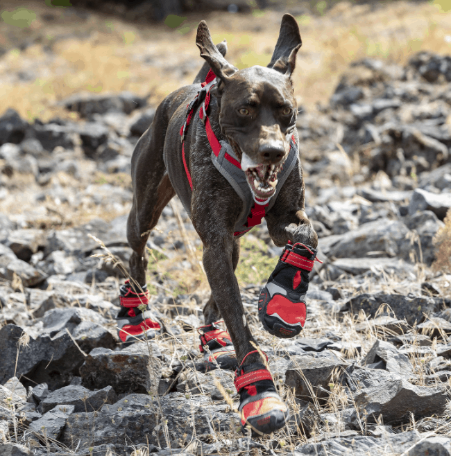 running boots for my German Shorthaired Pointer dog