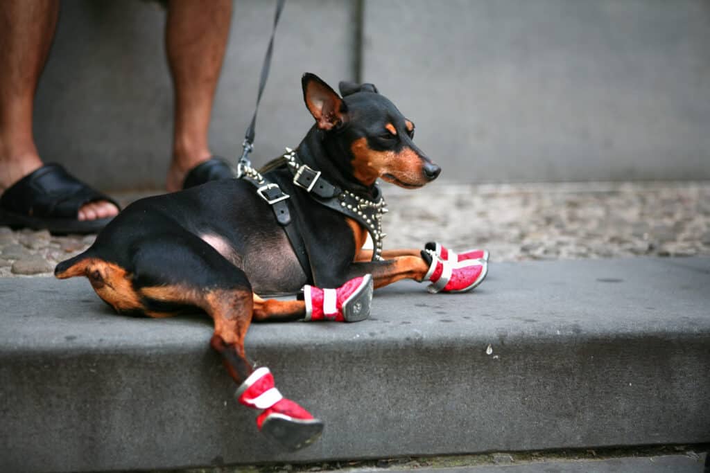 small dog wearing boots to protect his feet while running on a sidewalk