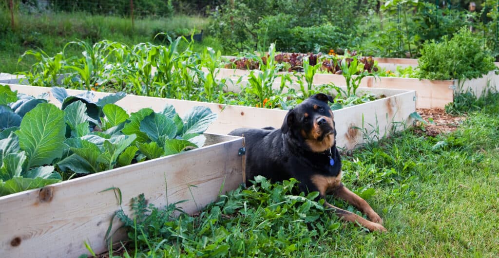 does dog poop help plants grow