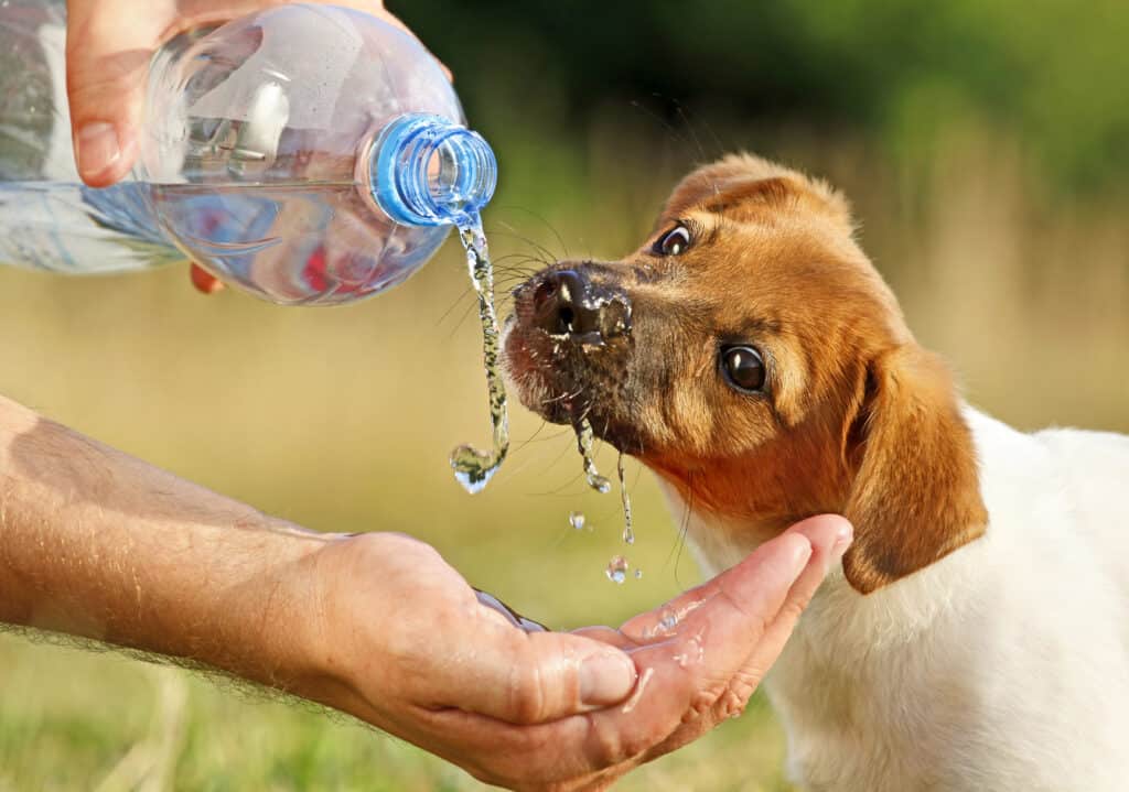 bring water for your puppy