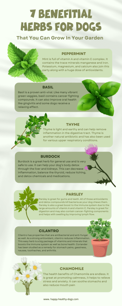 best herbs for dogs