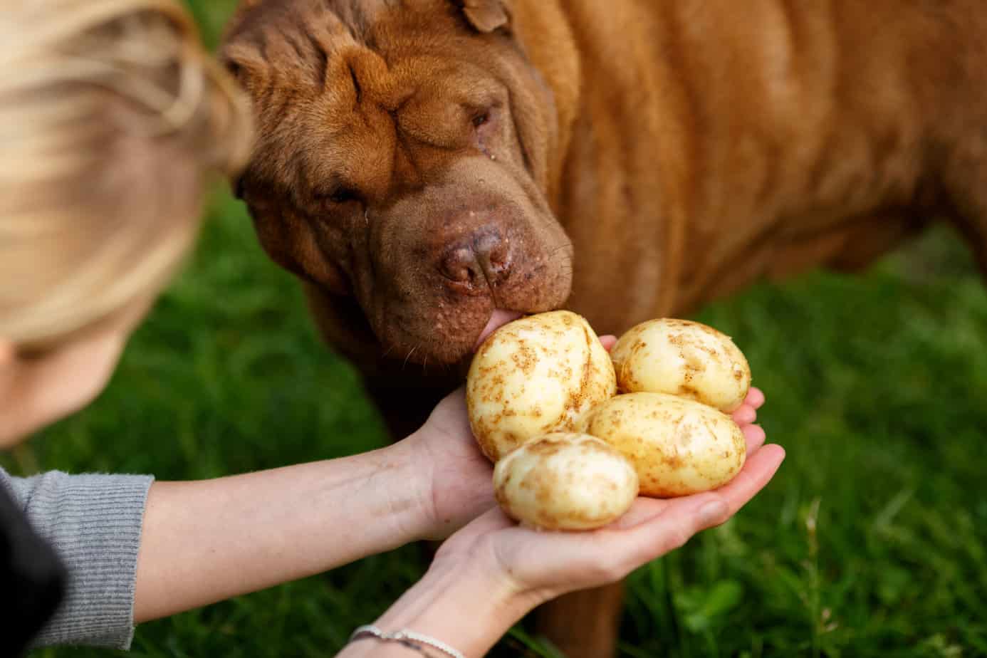 are potatoes good for my dog