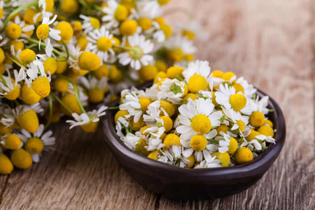 chamomile for dogs