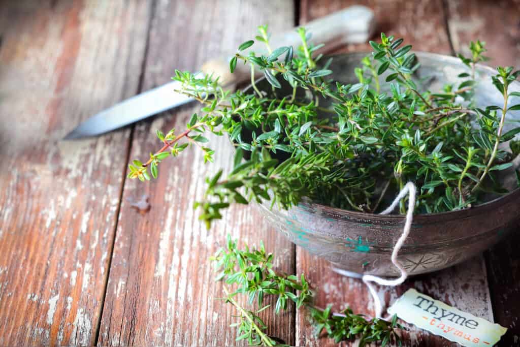 thyme for dogs
