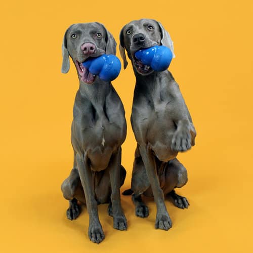 weims with blue kong
