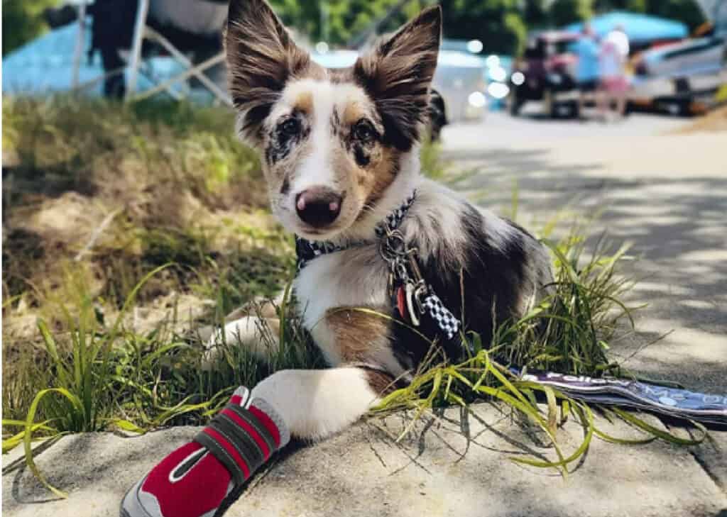 dog boots for hiking 