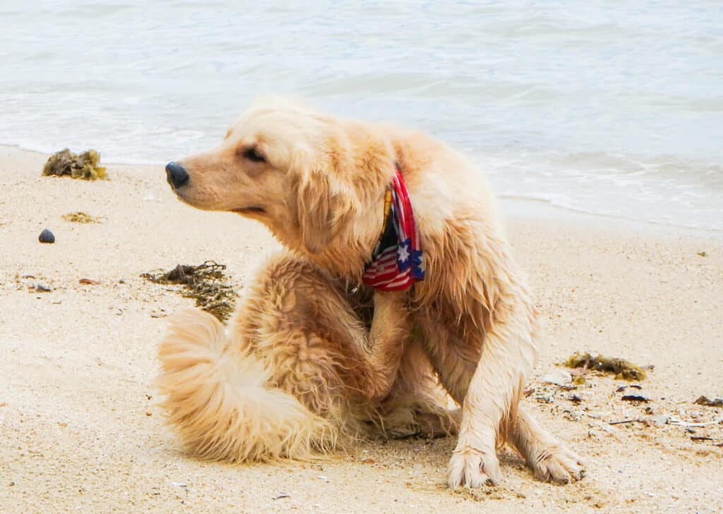 oatmeal-free dog conditioner