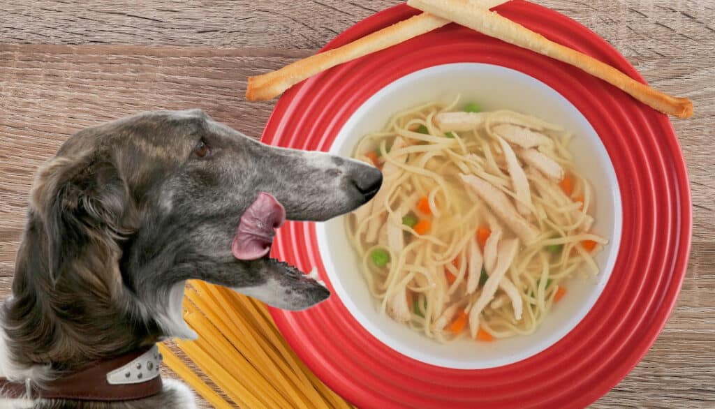 can-a-dog-eat-chicken-noodle-soup-find-out-here