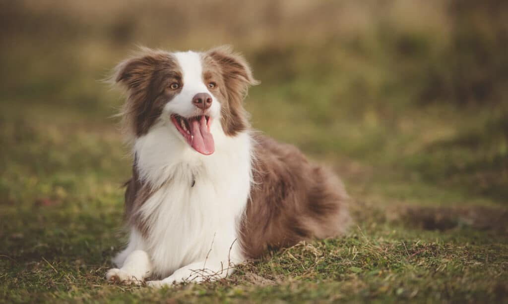 Canine cuisine: incorporating daikon into your dog's meals