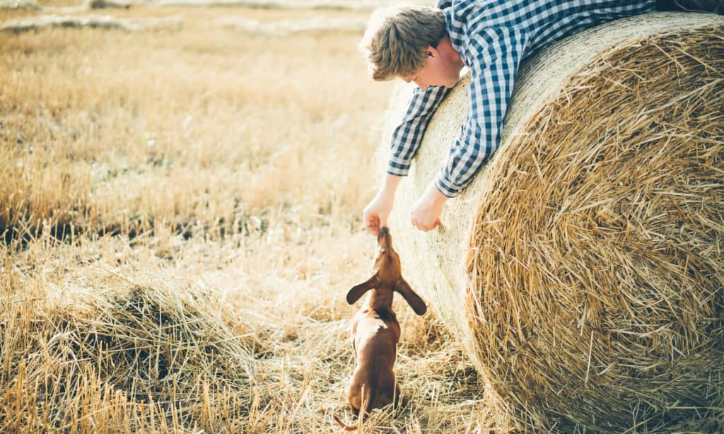 A dog owner offering a piece of hay to their furry friend