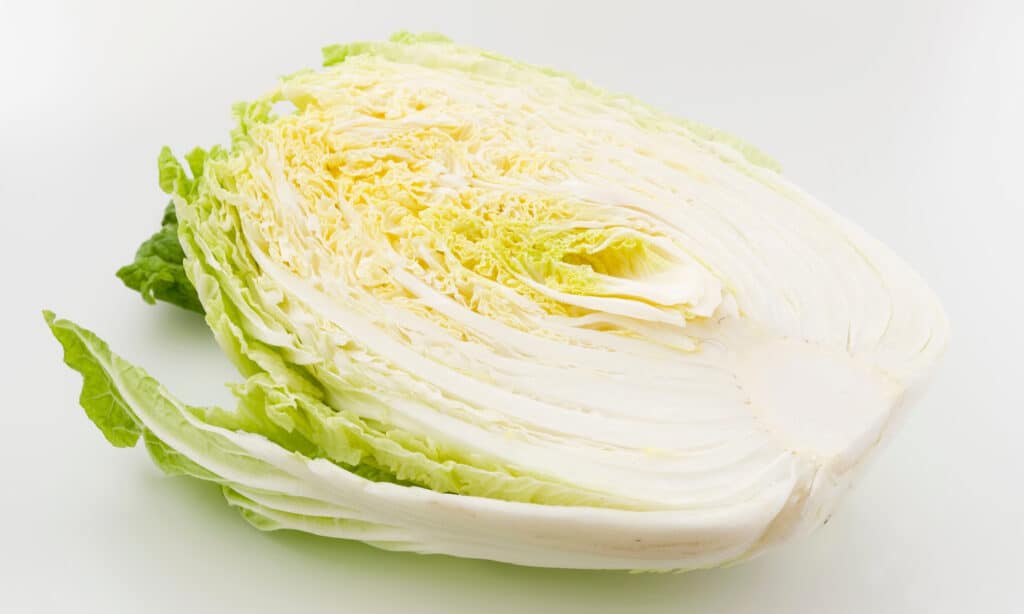 Can your dog indulge in Napa cabbage?