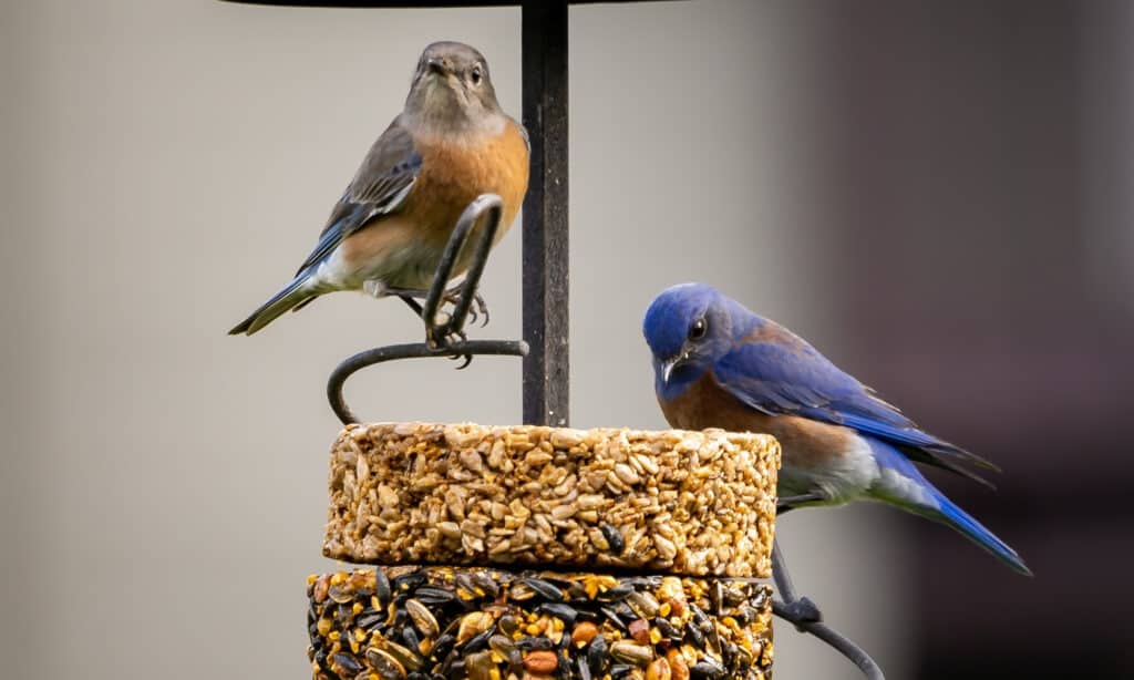 Can dogs eat bird seed? The answer may surprise you