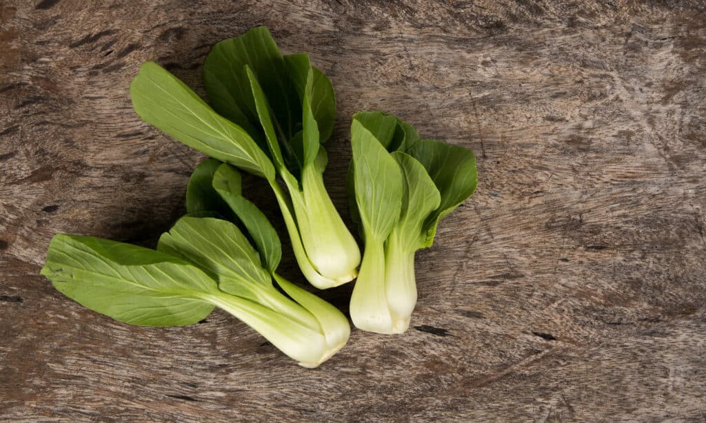 Can dogs safely eat bok choy? Here's what you need to know