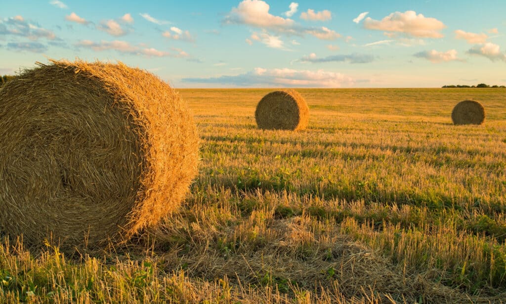 Is hay safe for dogs? Here's what experts say