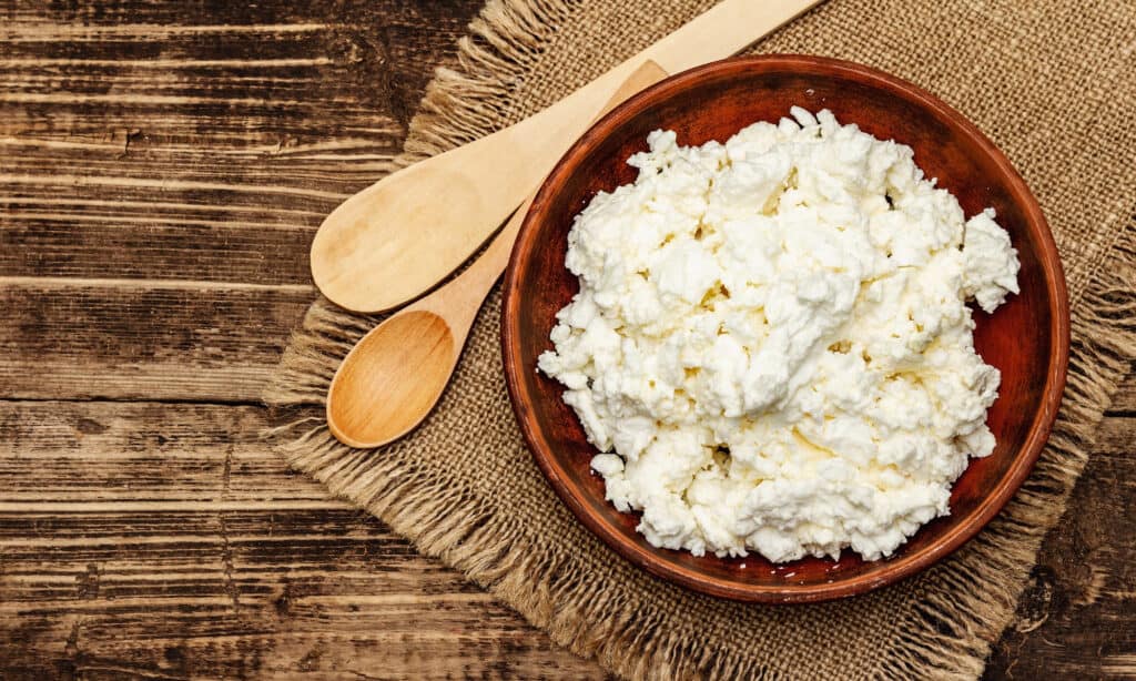Ricotta cheese for dogs: Benefits and precautions