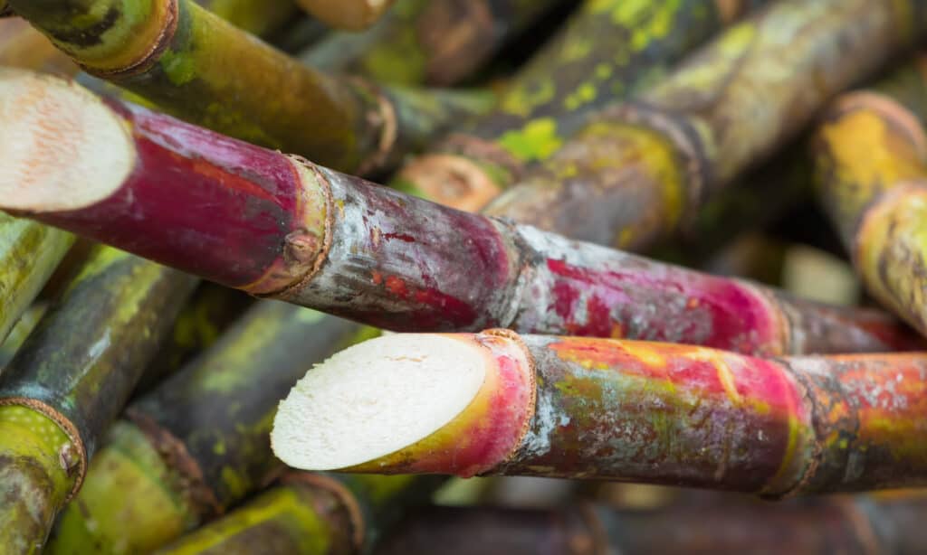 Is sugar cane safe for dogs to eat?