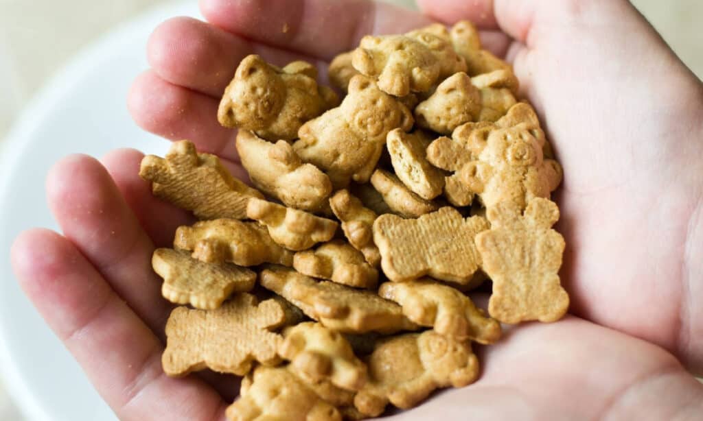 Dog treats with teddy grahams - is it okay?