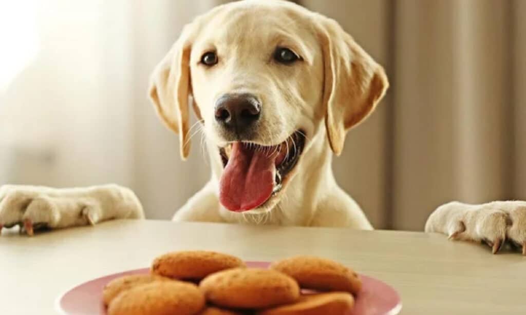 can dog have vanilla wafers