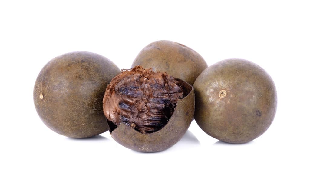 Is monk fruit safe for dogs to eat?
