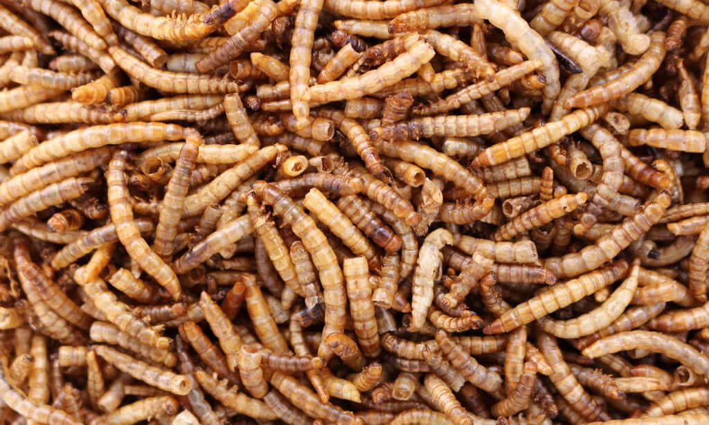 All you need to know about dogs and mealworms