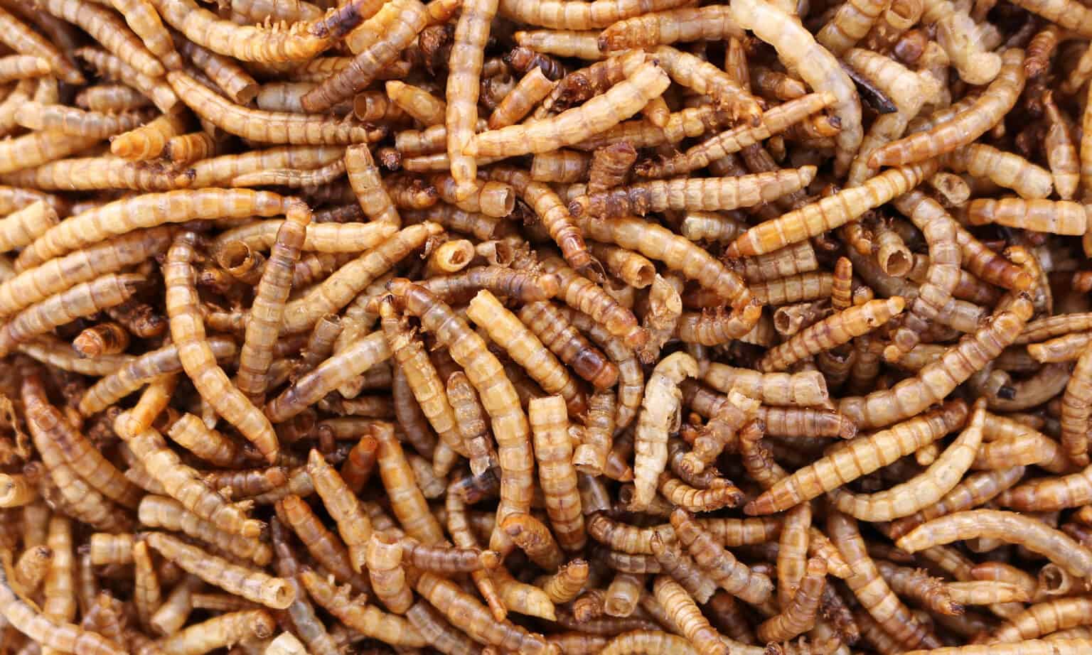 Can Dogs Eat Mealworms? Expert Answers