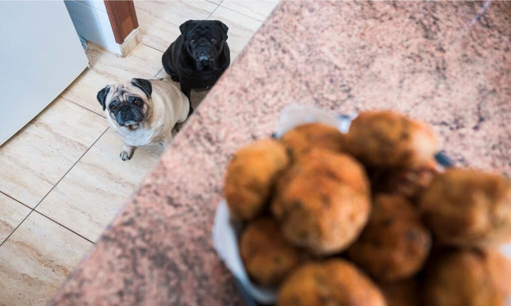 can-dogs-eat-meatballs-expert-answers