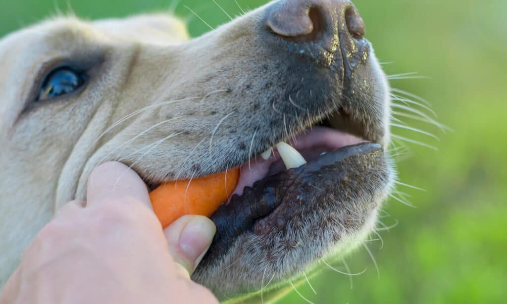 Can Dogs Eat Mike and Ikes? Expert Answers