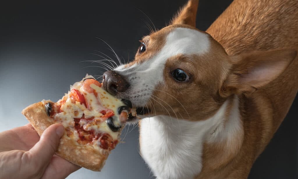 "Feeding your dog pizza rolls: what you need to know