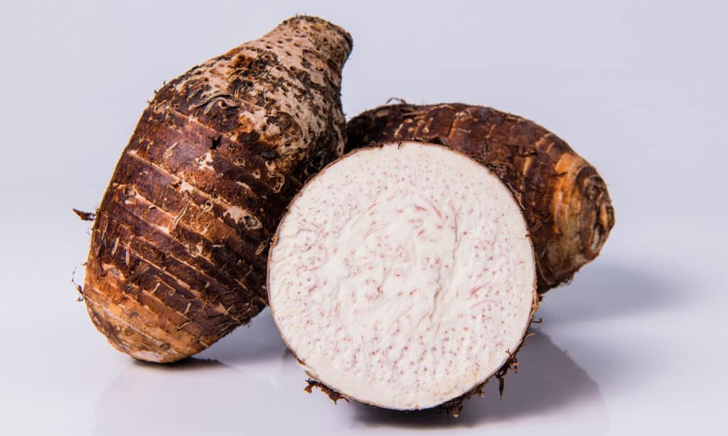 Taro and dogs: What you need to know