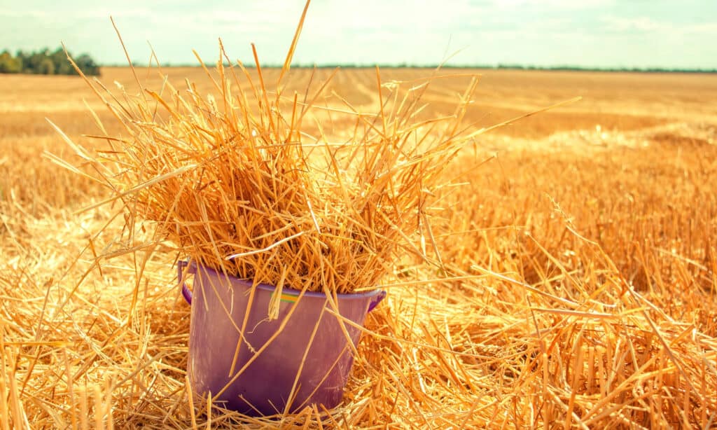 Can dogs safely eat hay? Find out here