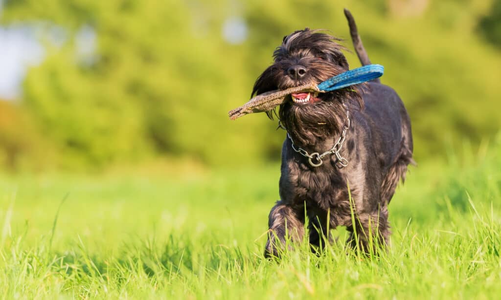 Can Dogs Eat Tootsie Rolls? Expert Answers