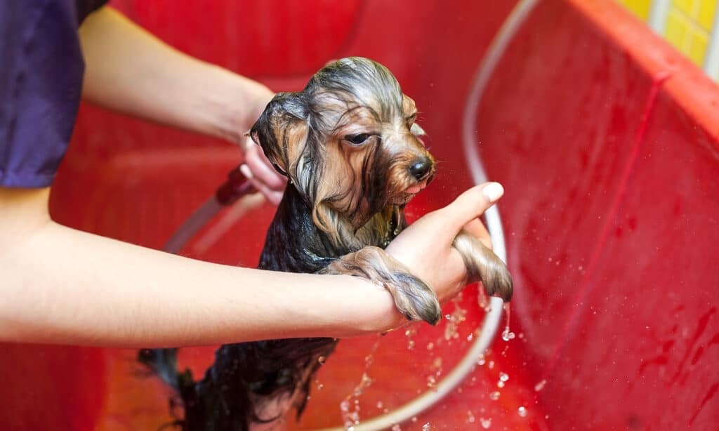 yorkie getting a bath. you should not use human shampoo on dogs