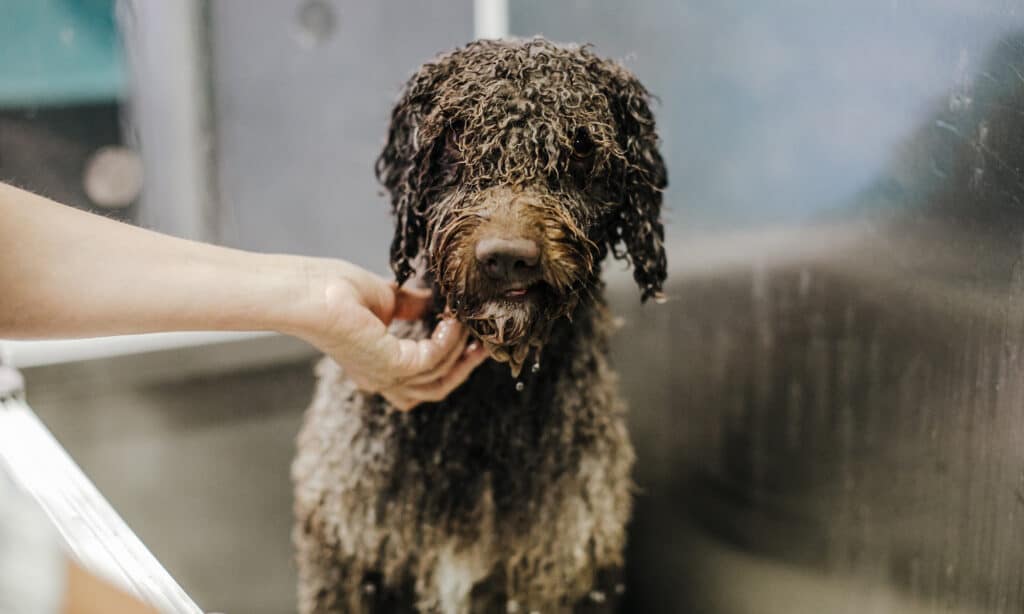 poodle getting bath. dry skin in dogs