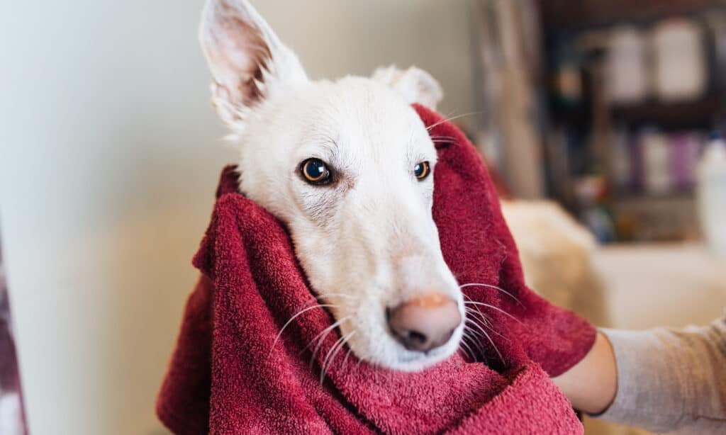 german shephard in bath. is human shampoo safe for dogs?