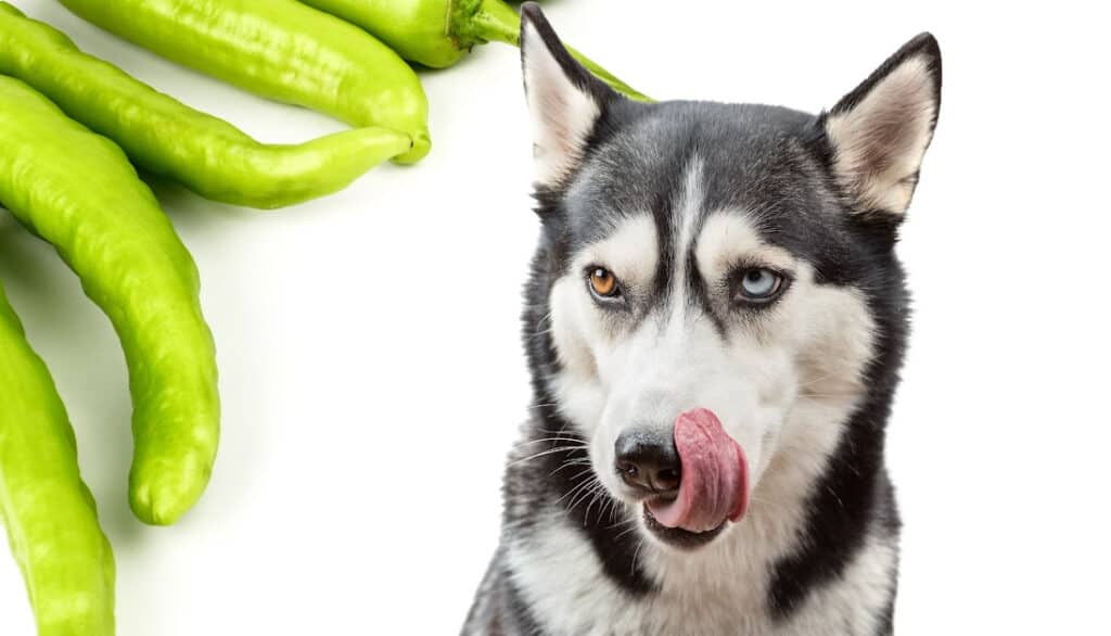 can my dog eat banana peppers