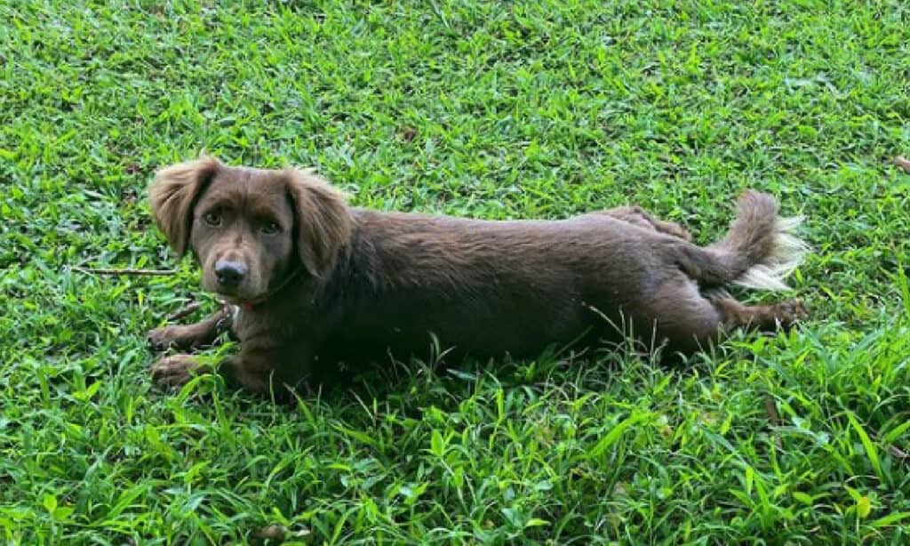 cute dachshund pitbull mix laying in grass